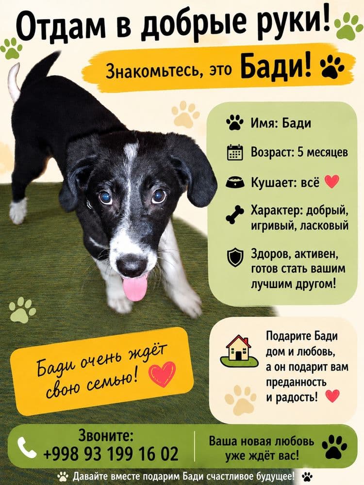 Отдам собаку в добрые руки