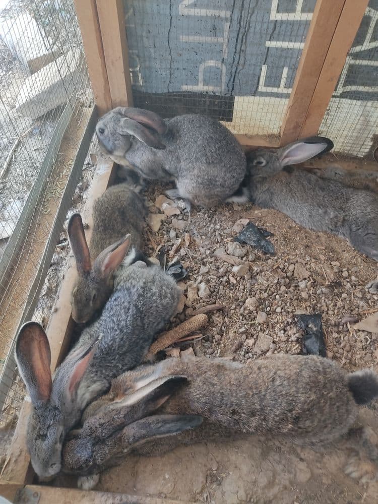 Срочно продам кроликов, цена договорная
