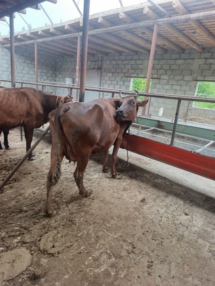 Ona bola sigir  sotiladi