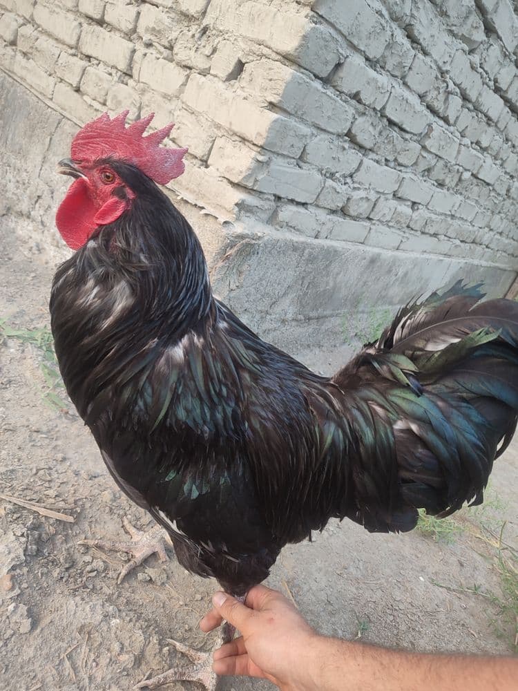 xo'roz sotiladi qora shaxzoda 1 yosh endi buladi