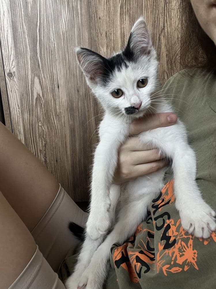 Котенок пристраивается в хорошик руки