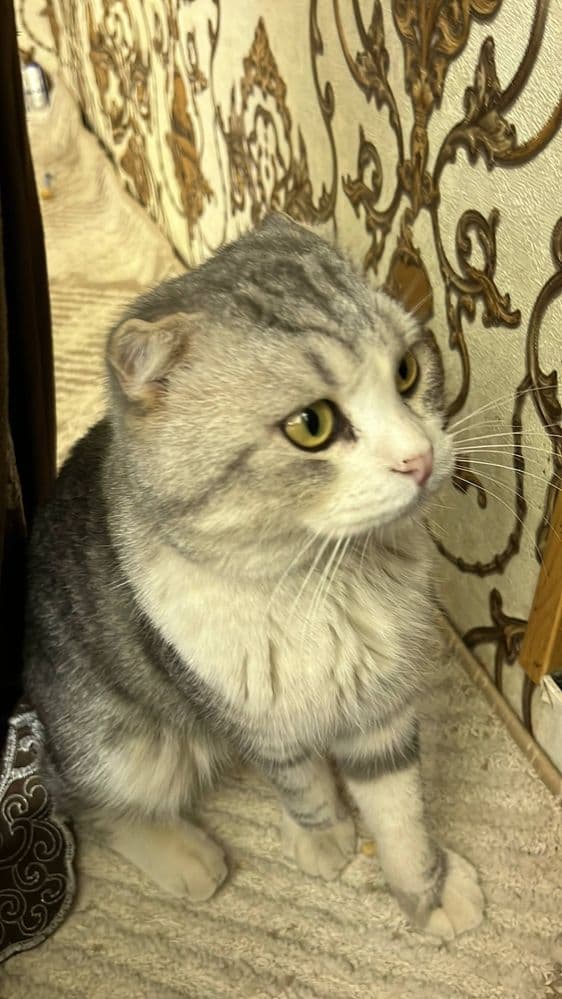Шотландский кот вислоухий