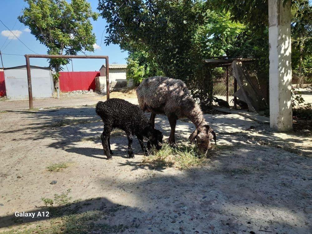 Qòylar sotiladi. Tez va arzon