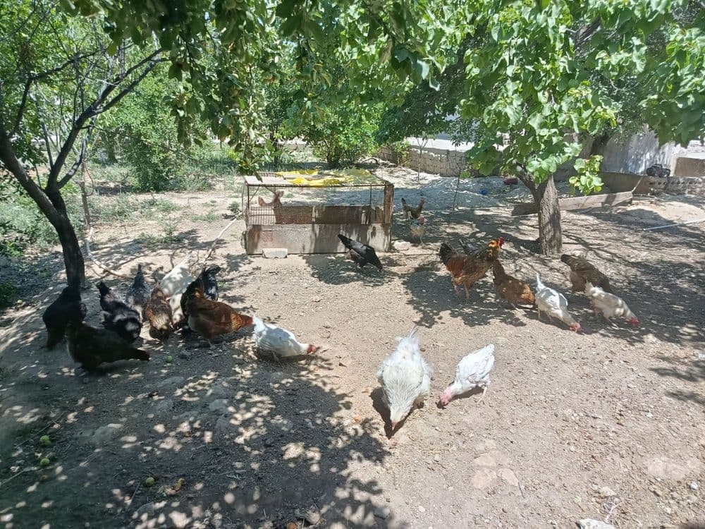 Qashqadaryo qarshi