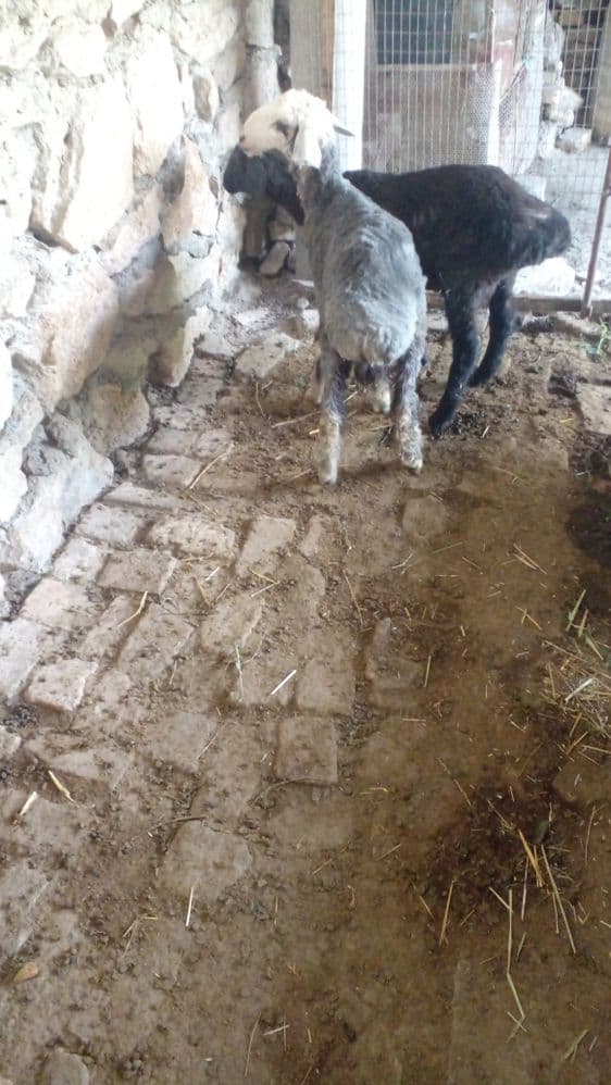 Казоки Кочкор барра сотилади