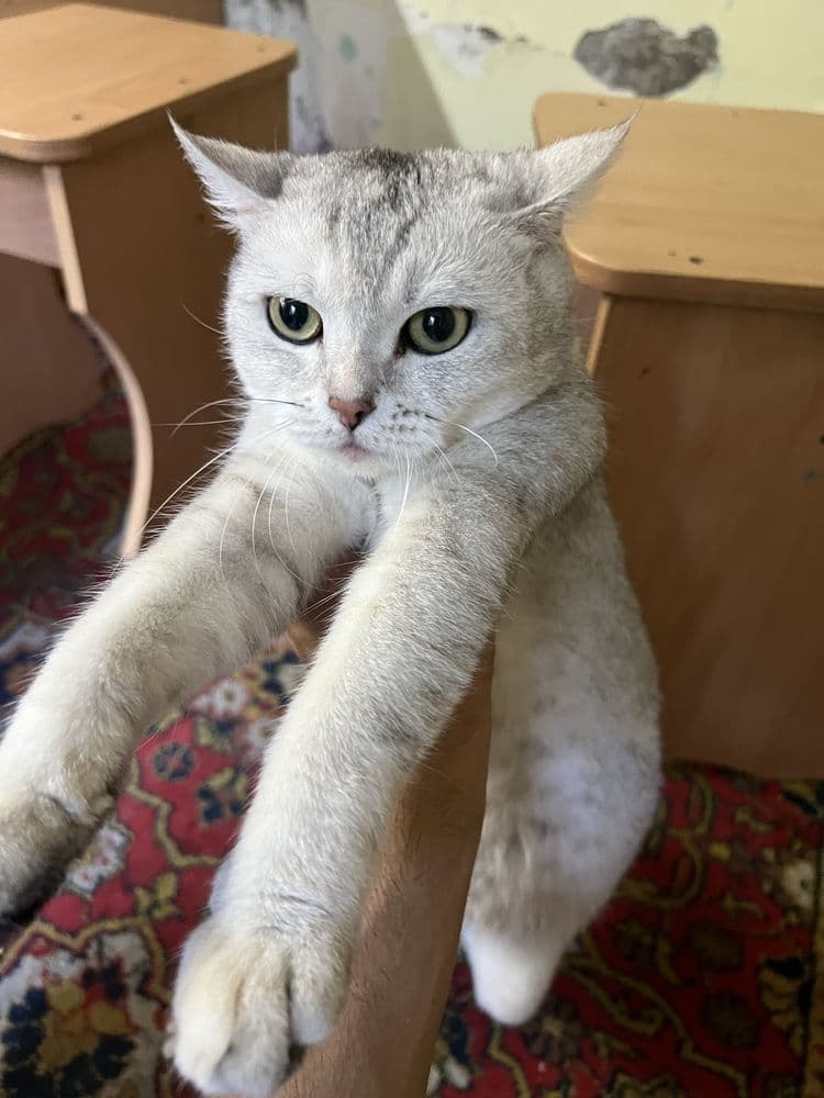Mushuk сотиладиии