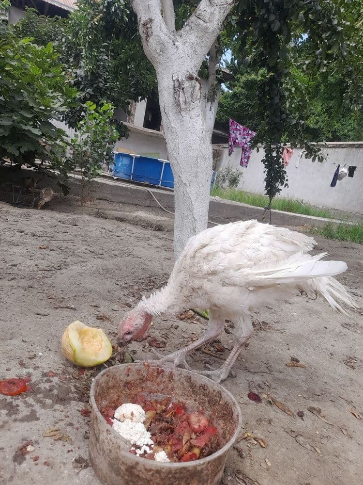 Quli quli sotiladi soni 1ta