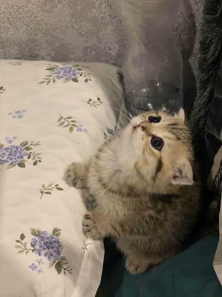 Бритш фолд мальчик