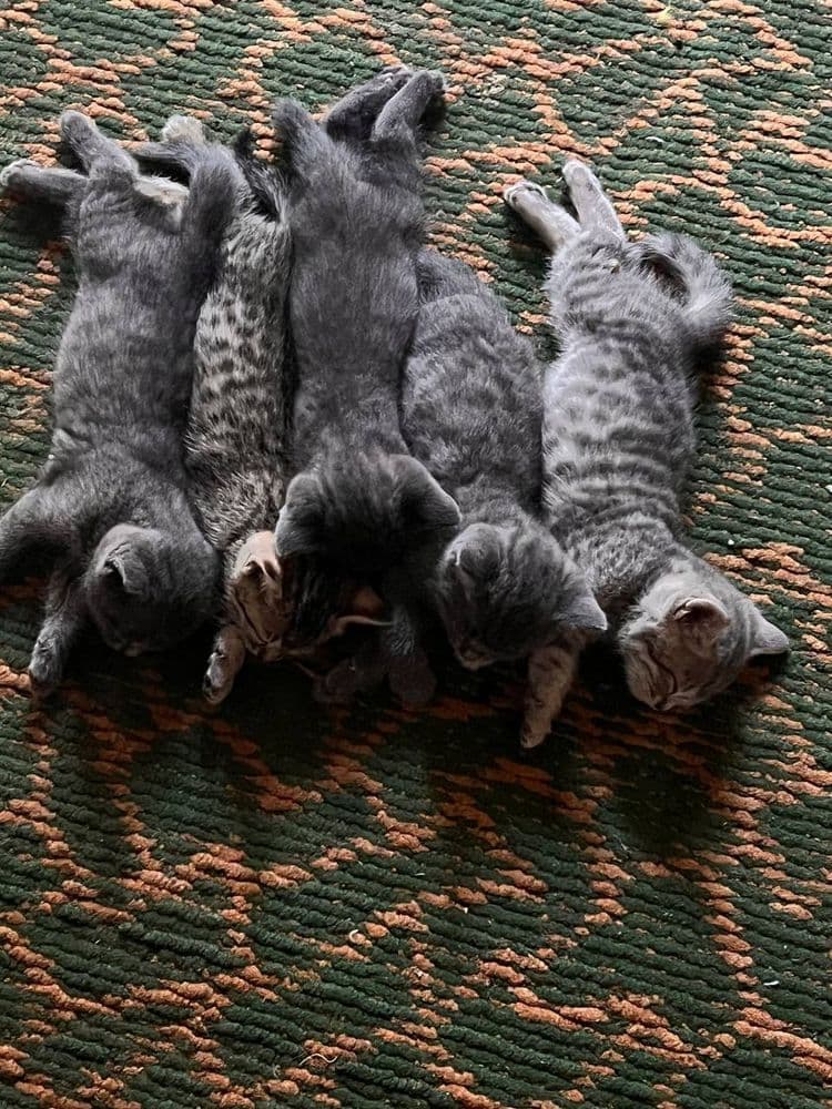 Продаётся котёнки