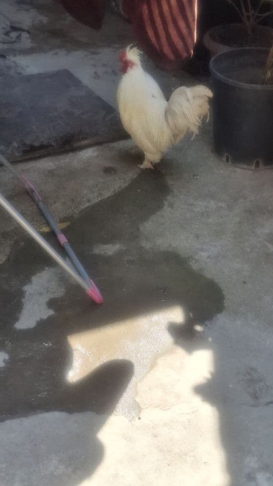 Xoroz yaponka sotiladi