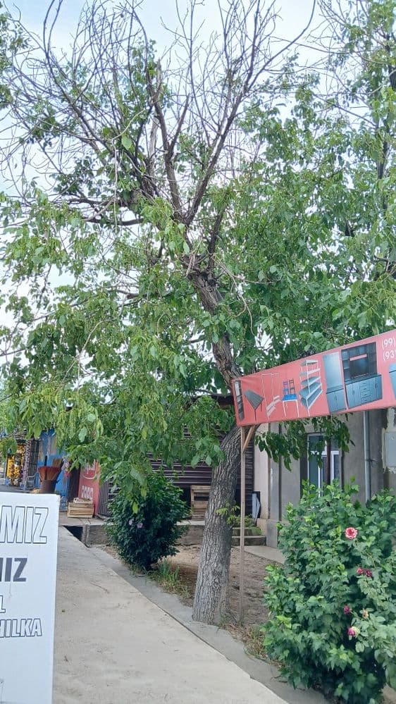 Yongʻoq   Darah   Sotiladi