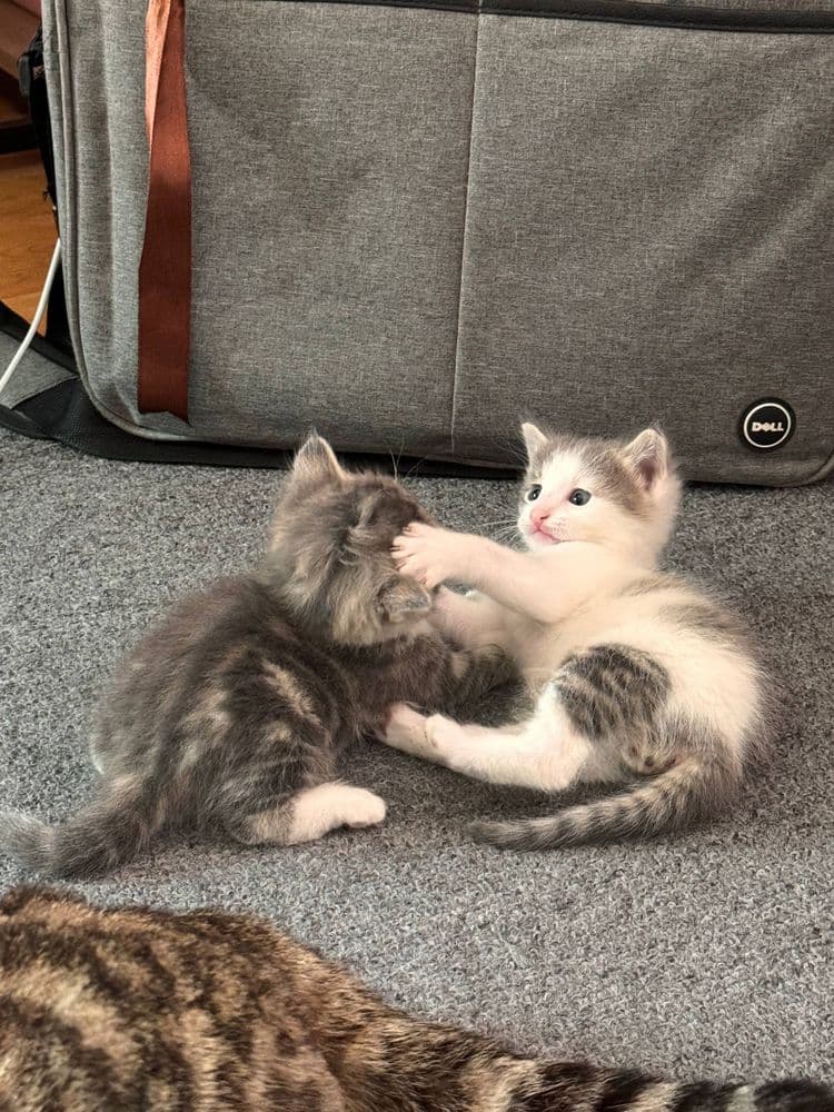 Отдаю котят в хорошие руки