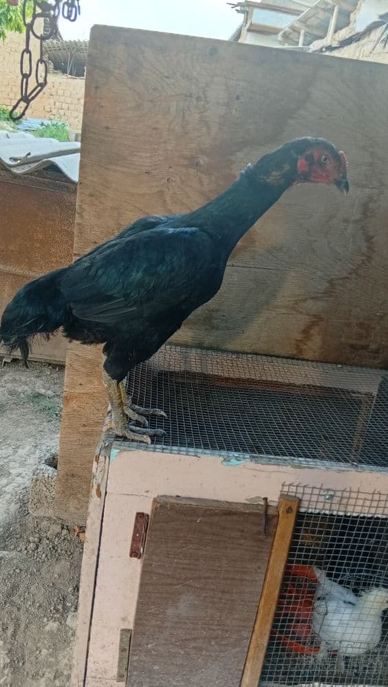 Tule tovo sotuvda