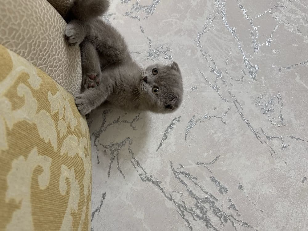 Шатланская породистая кошка