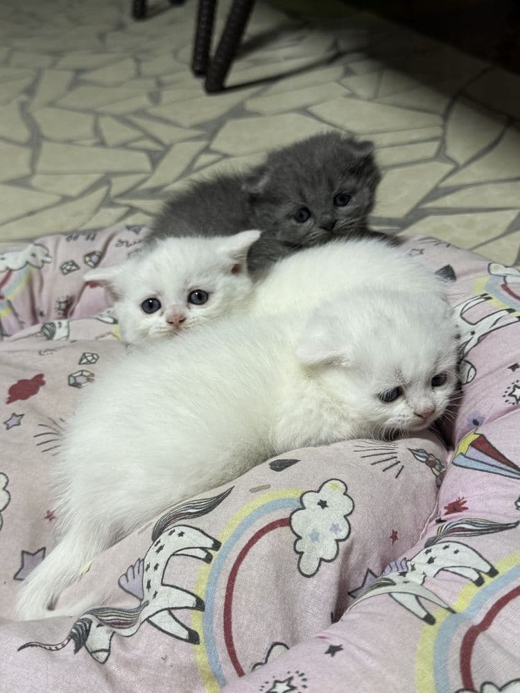 Породистая кошка