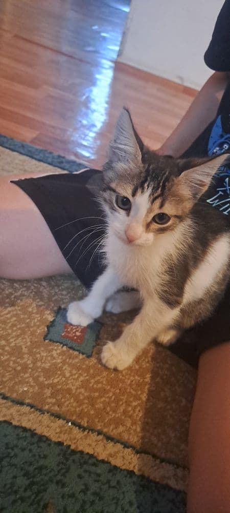 Котёнок месяц отличный