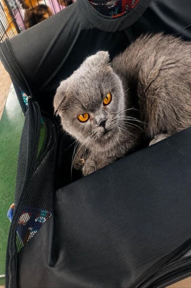 Шотландская вислоухая кошка