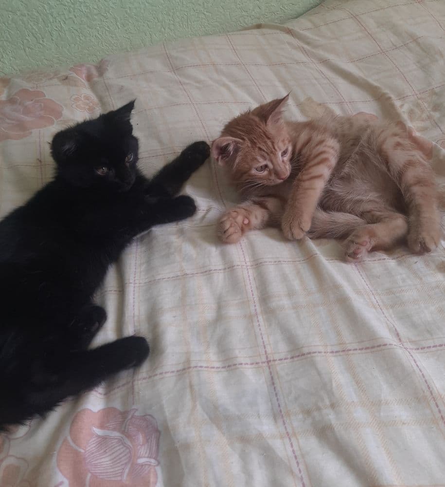 Отдадим котят в добрые руки