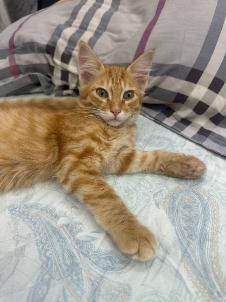 Котенок в добрые руки