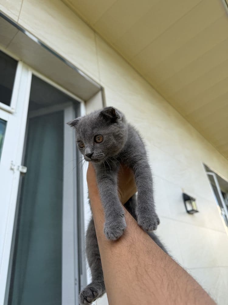 Скотиш фолд 3 месячная