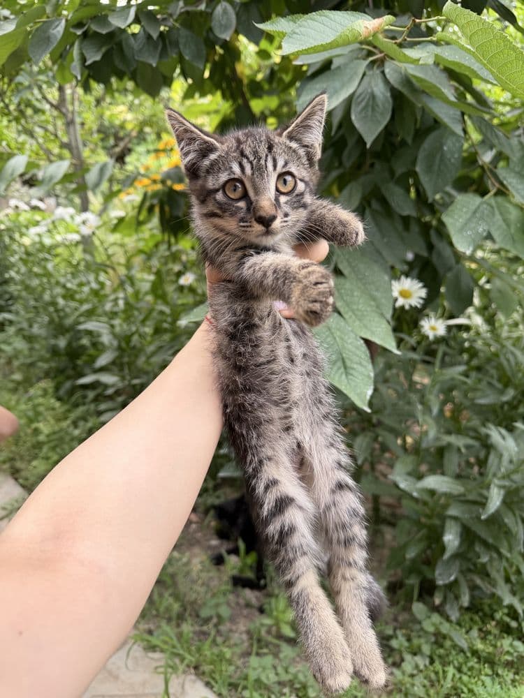 котята бесплатно, домашние
