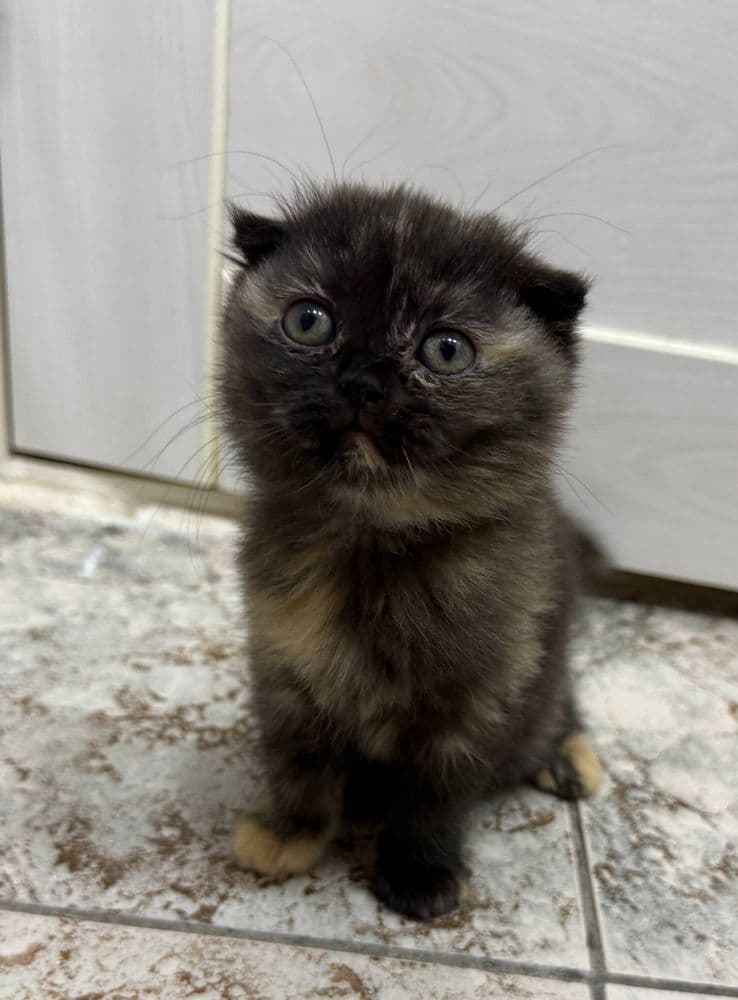 Кошка девочка почти 2 месяца