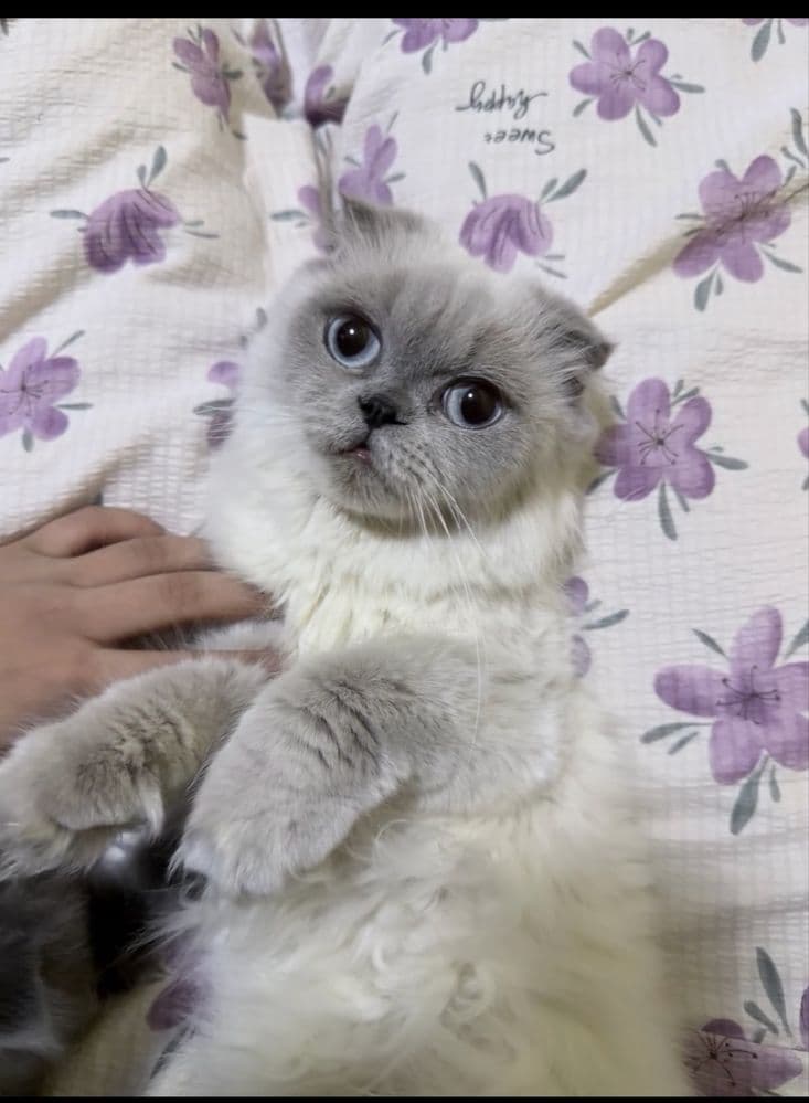 Ищу кота на вязку