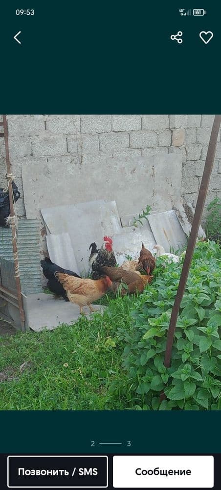 Honaki tovuqlar tuxum tugadi  xurozi xam bor