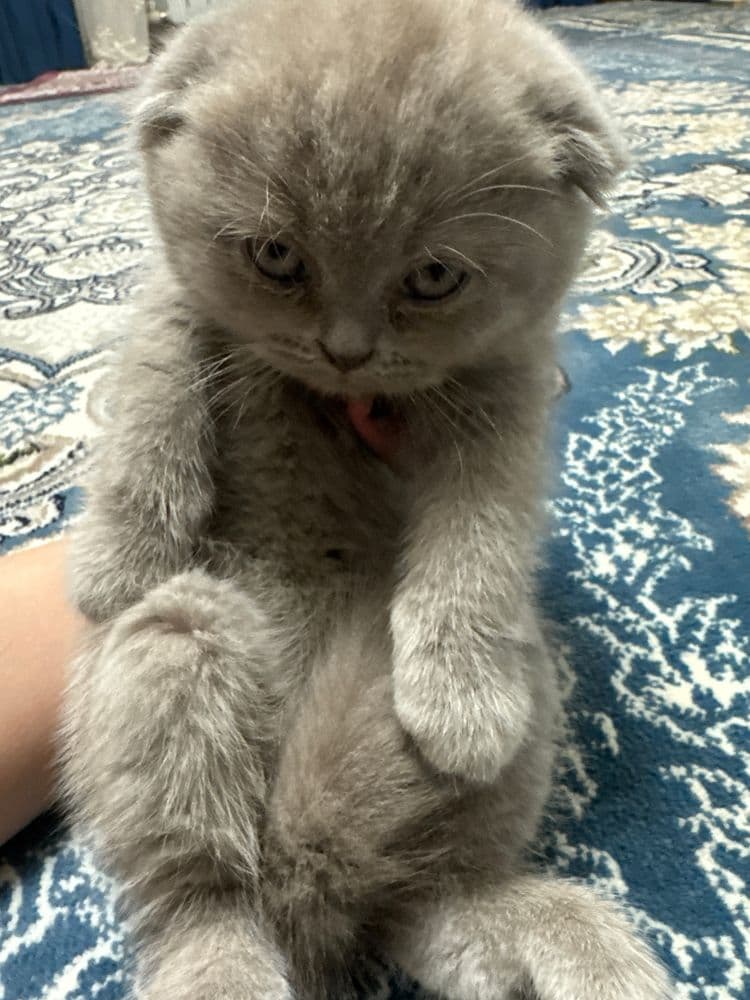 Scottish fold mushuchasi sotiladi 2 yarim oylik