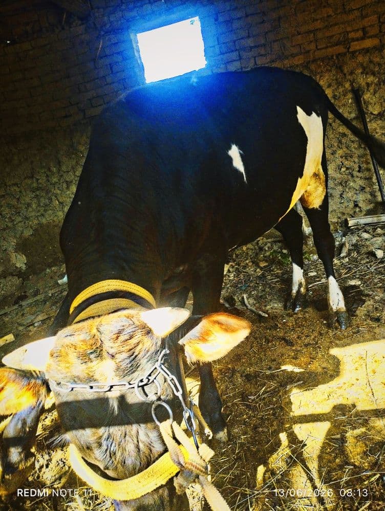 Novvos sotiladi.   Narxi kelishamiz