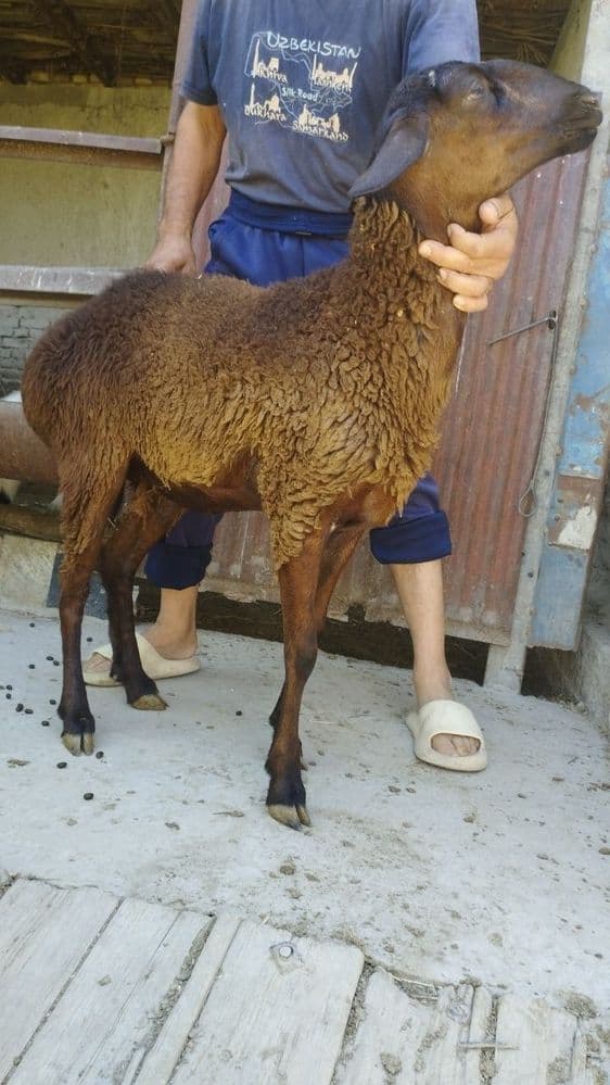 Egizakni biri moda barra