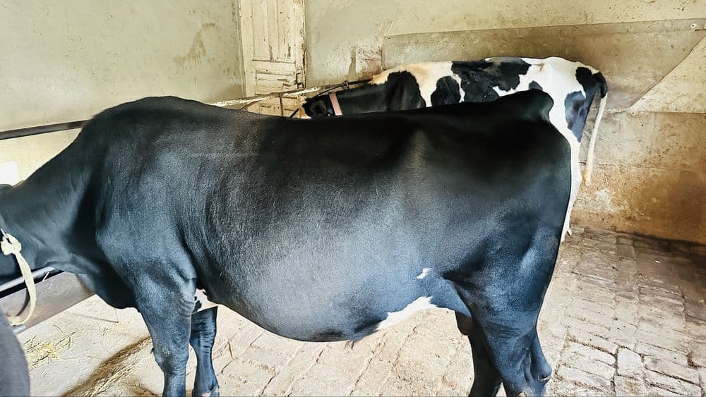 Navos sotiladi narxi kelishiladi qolgan malumotlar telda gaplashamiz