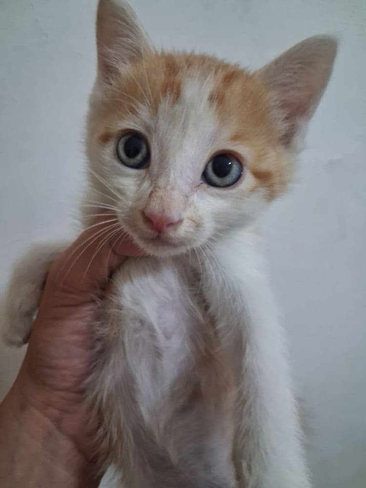 Продам Котëнок 4 шт 2 м 2 д