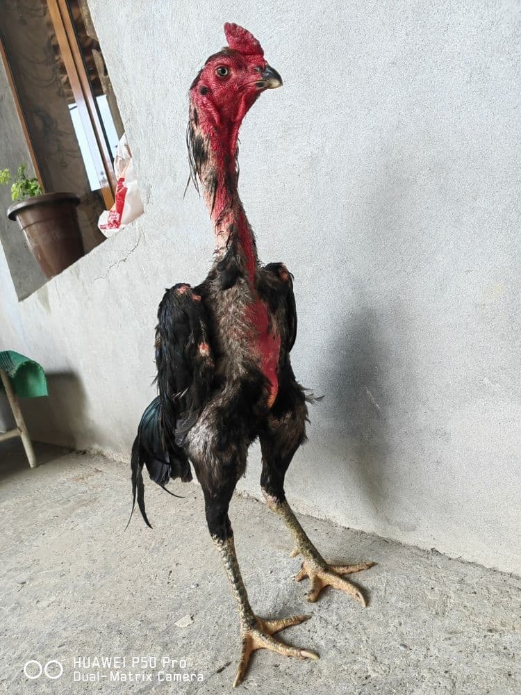 Dakan xuroz sotiadi ganoy