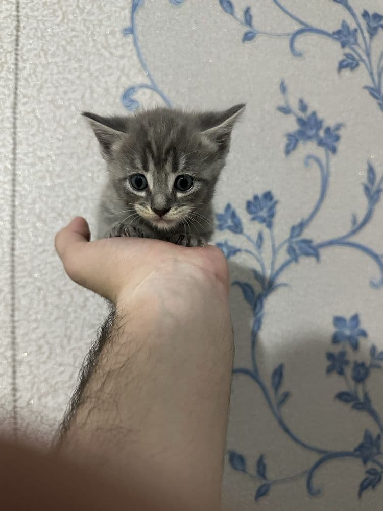 котята мальчик и девочка