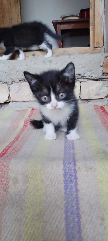 Отдам  бесплатно котят в добрые руки