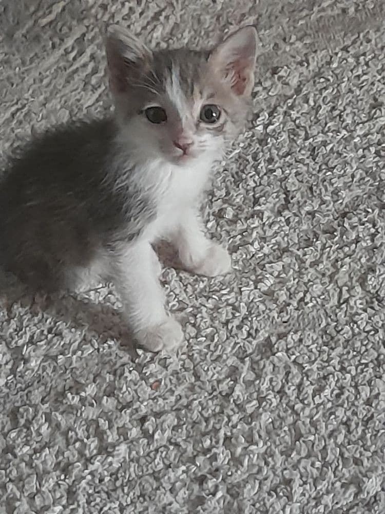 Котенок в добрые руки