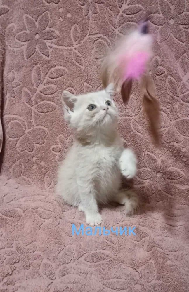 Скоттиш Страйт котята