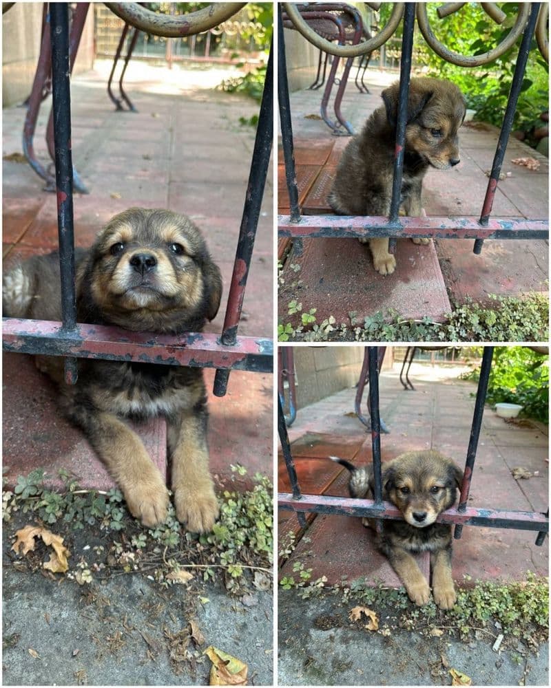 Малыш ищет свою семью!