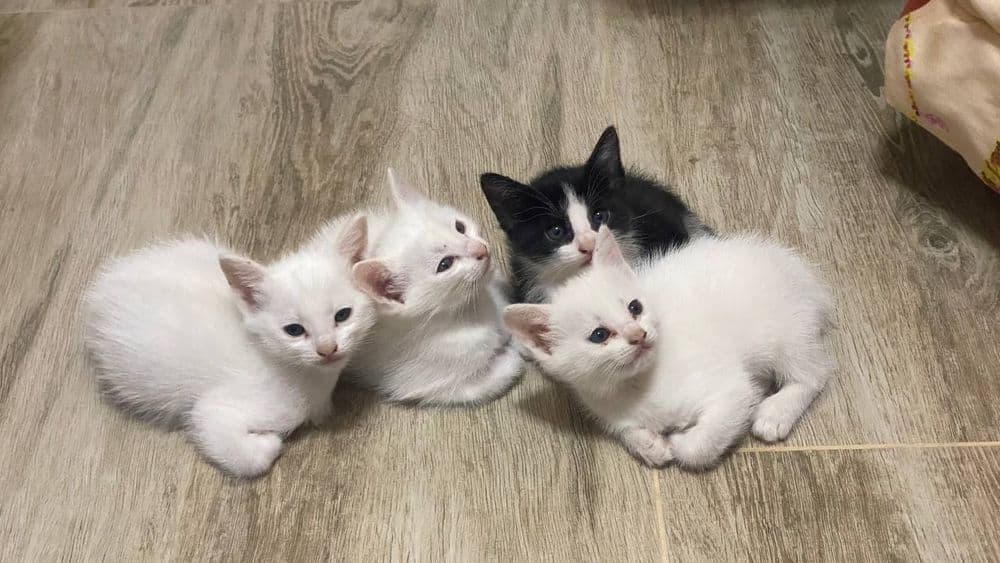 Продаются котята