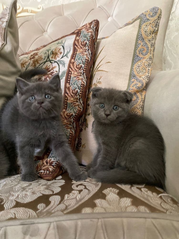 Продаются котята