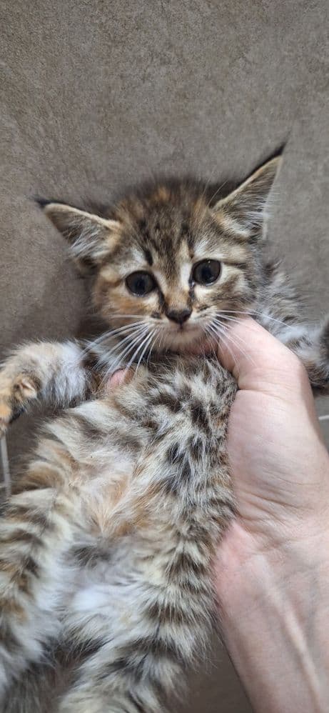 Котёнок в добрые и ответственные руки