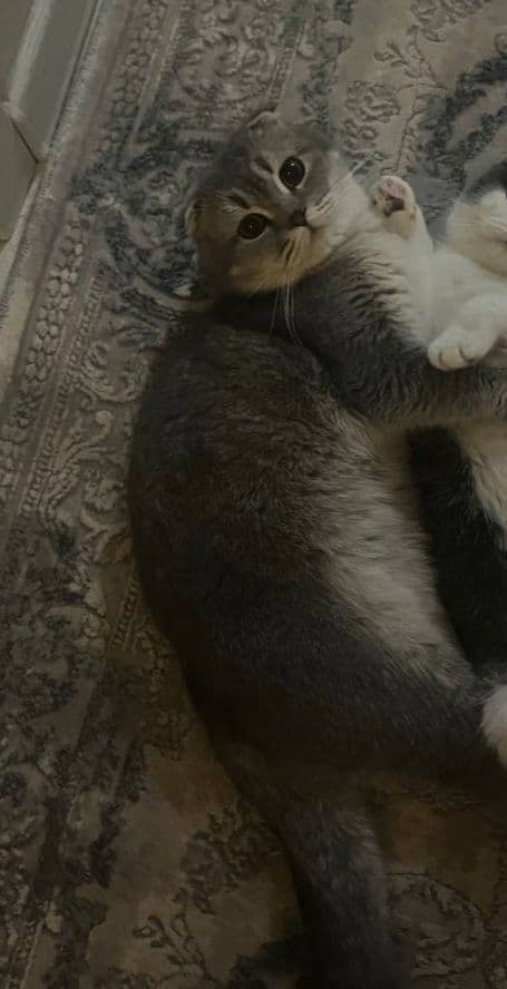 Vyazkaga erkak mushuk, toza qonli scottish fold