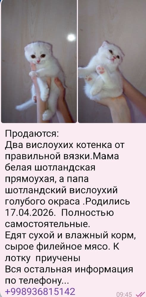 Котята Скоттиш - фолд