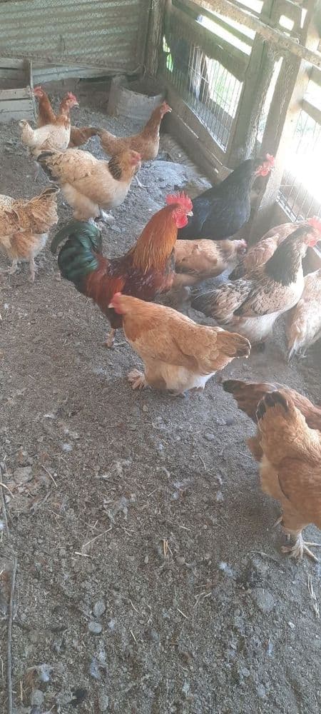 Yosh tugʻib turgan uy tovuqlari va xòrozlari sotiladi