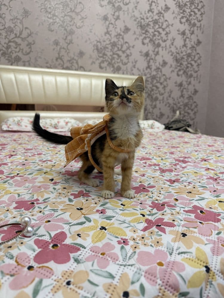 Девочка в добрые руки