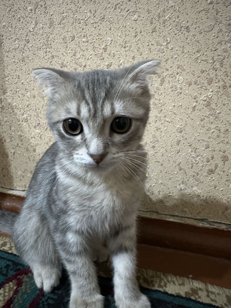 Мушук боласи сотилади.