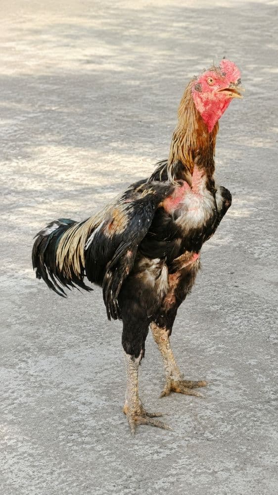 Xoroz sotiladi bekorchi qilishga va zot olish uchun 4kg narxi 450 kami
