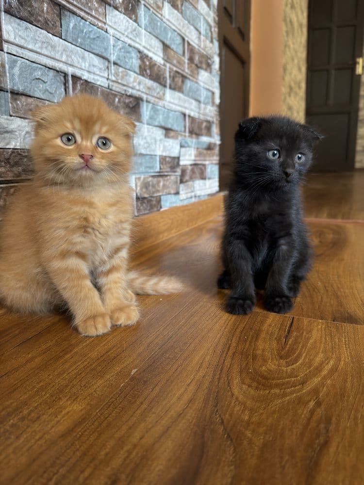 Скоттиш фолд котят