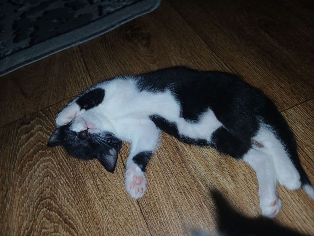 Котята, в добрые руки бесплатно